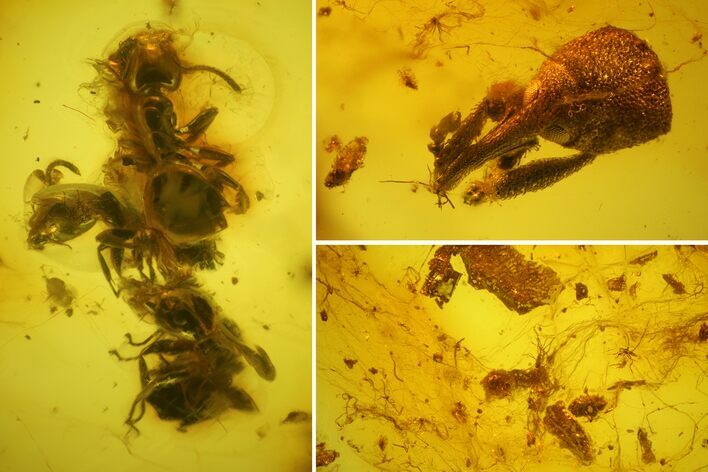 Fossil True Weevil Head, Ants and Spider Webs in Baltic Amber #183606